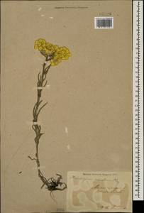 Helichrysum plicatum, Caucasus, Turkish Caucasus (NE Turkey) (K7) (Turkey)