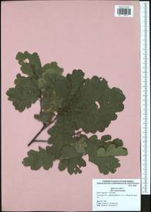 Quercus robur L., Eastern Europe, Central region (E4) (Russia)