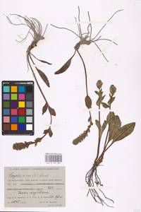 MHA 0 161 203, Lagotis glauca subsp. minor (Willd.) Hultén, Siberia, Western Siberia (S1) (Russia)