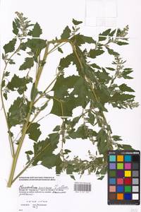 Chenopodium suecicum Murr, Eastern Europe, Moscow region (E4a) (Russia)
