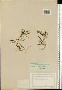 Ranunculus trichophyllus Chaix, Eastern Europe, Moscow region (E4a) (Russia)