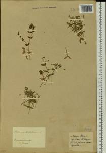 Mesostemma dichotomum (L.) Arabi, Rabeler & Zarre, Siberia, Baikal & Transbaikal region (S4) (Russia)