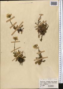 Tanacetum richterioides (C. Winkl.) K. Bremer & Humphries, Middle Asia, Northern & Central Tian Shan (M4) (Kazakhstan)