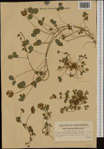 Trifolium repens subsp. prostratum Nyman, Western Europe (EUR) (Slovenia)