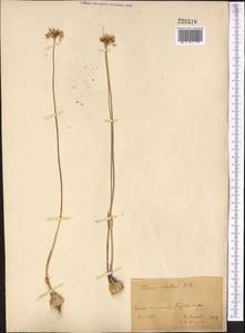 Allium rubellum M.Bieb., Middle Asia, Kopet Dag, Badkhyz, Small & Great Balkhan (M1) (Turkmenistan)