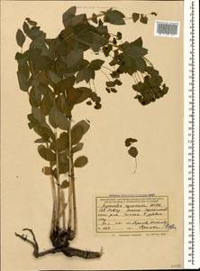 Euphorbia squamosa Willd., Caucasus, Krasnodar Krai & Adygea (K1a) (Russia)