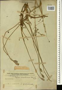 Papaver macrostomum Boiss. & A. Huet ex Boiss., Caucasus, Azerbaijan (K6) (Azerbaijan)