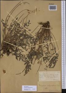 Hedysarum schellianum Knjaz., Middle Asia, Muyunkumy, Balkhash & Betpak-Dala (M9) (Kazakhstan)