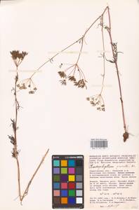 Chaerophyllum prescottii DC., Eastern Europe, Lower Volga region (E9) (Russia)