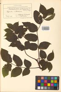 Phellodendron amurense var. sachalinense F.Schmidt, Siberia, Russian Far East (S6) (Russia)
