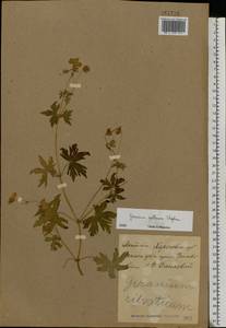 Geranium collinum Stephan ex Willd., Eastern Europe, North Ukrainian region (E11) (Ukraine)