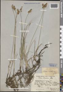 Carex colchica J.Gay, Middle Asia, Caspian Ustyurt & Northern Aralia (M8) (Kazakhstan)