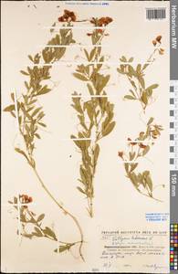 Lathyrus tuberosus L., Eastern Europe, North Ukrainian region (E11) (Ukraine)