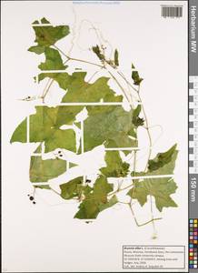 Bryonia alba L., Eastern Europe, Moscow region (E4a) (Russia)