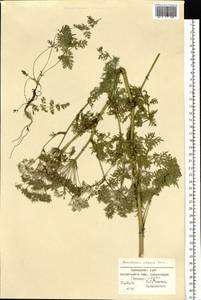 Kitagawia komarovii Pimenov, Siberia, Russian Far East (S6) (Russia)