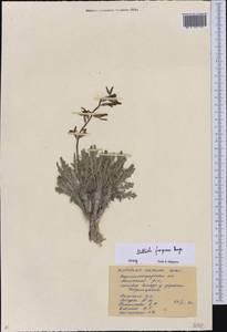 Matthiola fragrans (Fisch.) Bunge, Eastern Europe, North Ukrainian region (E11) (Ukraine)