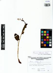 Rumex arifolius All., Siberia, Baikal & Transbaikal region (S4) (Russia)