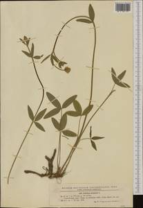 Trifolium montanum L., Western Europe (EUR) (Romania)