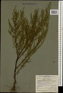 Artemisia scoparia Waldst. & Kit., Caucasus, Dagestan (K2) (Russia)