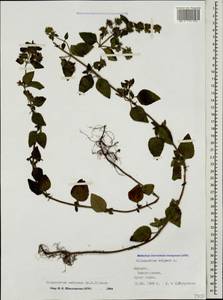 Clinopodium umbrosum (M.Bieb.) K.Koch, Caucasus, Georgia (K4) (Georgia)