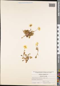 Archanthemis marschalliana subsp. sosnovskyana (Fed.) Lo Presti & Oberpr., Caucasus, Stavropol Krai, Karachay-Cherkessia & Kabardino-Balkaria (K1b) (Russia)