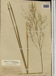 Glyceria arundinacea Kunth, Eastern Europe, South Ukrainian region (E12) (Ukraine)