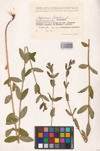 Hypericum hirsutum L., Eastern Europe, Lower Volga region (E9) (Russia)