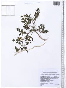 Citrullus lanatus (Thunb.) Matsumura & Nakai, Middle Asia, Northern & Central Tian Shan (M4) (Kyrgyzstan)