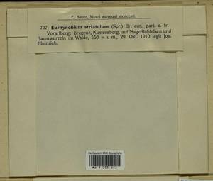 Plasteurhynchium striatulum (Spruce) M. Fleisch., Bryophytes, Bryophytes - Western Europe (BEu) (Austria)