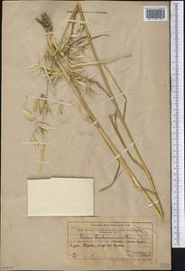 Avena sterilis subsp. ludoviciana (Durieu) Gillet & Magne, Middle Asia, Western Tian Shan & Karatau (M3) (Uzbekistan)
