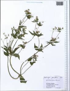 Galinsoga parviflora Cav., Africa (AFR) (Namibia)