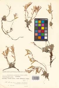 Christolea parryoides (Cham.) N. Busch, Siberia, Chukotka & Kamchatka (S7) (Russia)