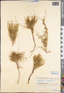 Ephedra distachya L., Eastern Europe, North Ukrainian region (E11) (Ukraine)