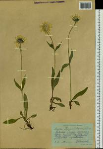 Arnica angustifolia subsp. iljinii (Maguire) I. K. Ferguson, Siberia, Central Siberia (S3) (Russia)