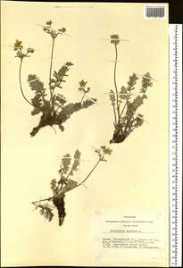 Potentilla sericea L., Siberia, Altai & Sayany Mountains (S2) (Russia)