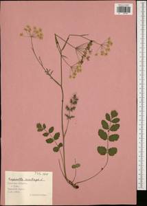 Pimpinella saxifraga L., Eastern Europe, Central region (E4) (Russia)