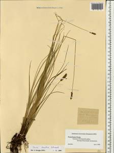 Carex diandra Schrank, Eastern Europe, Northern region (E1) (Russia)