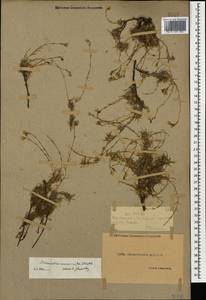 Cherleria circassica (Albov) A.J.Moore & Dillenb., Caucasus, Dagestan (K2) (Russia)