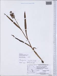 Dactylorhiza incarnata × maculata, Eastern Europe, North-Western region (E2) (Russia)