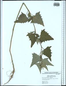 Atriplex sagittata Borkh., Eastern Europe, Central region (E4) (Russia)