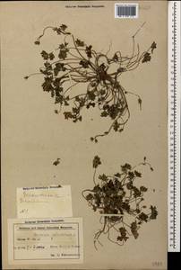 Geranium columbinum L., Caucasus, Azerbaijan (K6) (Azerbaijan)