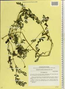 Astragalus cicer L., Eastern Europe, North Ukrainian region (E11) (Ukraine)