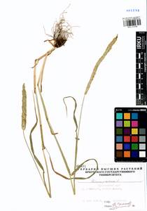 Phleum pratense L., Siberia, Central Siberia (S3) (Russia)