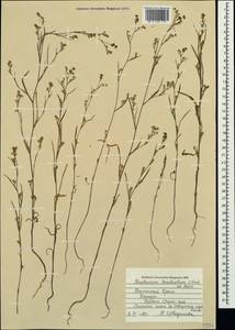 Bupleurum brachiatum C. Koch ex Boiss., Crimea (KRYM) (Russia)