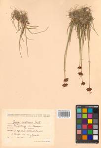 Juncus castaneus Sm., Siberia, Russian Far East (S6) (Russia)