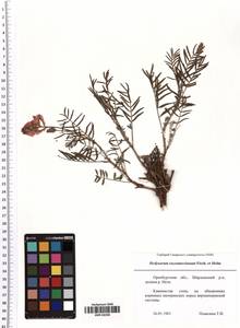 Hedysarum razoumowianum Helm & Fisch. ex DC., Eastern Europe, Eastern region (E10) (Russia)