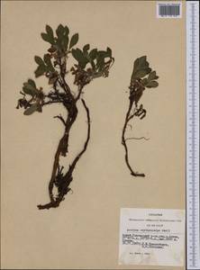 Arctostaphylos rubra (Rehder & E. H. Wilson) Fernald, Siberia, Altai & Sayany Mountains (S2) (Russia)