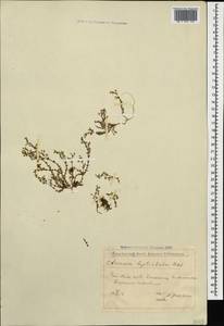 Arenaria leptoclados, Caucasus, Azerbaijan (K6) (Azerbaijan)
