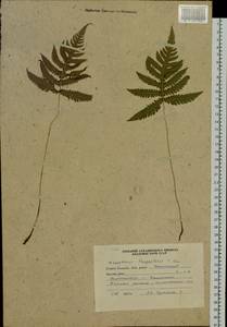 Phegopteris connectilis (Michx.) Watt, Siberia, Russian Far East (S6) (Russia)