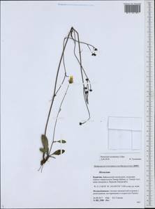Hieracium korshinskyi Zahn, Siberia, Baikal & Transbaikal region (S4) (Russia)